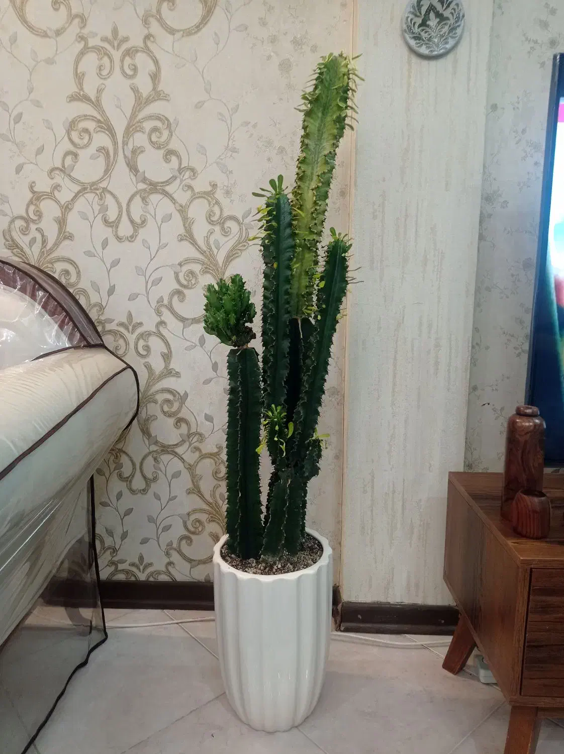 گیاه افوربیا‌|گل و گیاه طبیعی|مشهد, بهارستان|دیوار