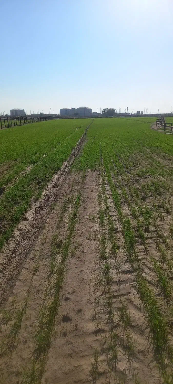 ۸۰هکتار زمین آماده کشت گندم بصورت مشارکت دادمیشود|خدمات باغبانی و درختکاری|اهواز, اهواز|دیوار