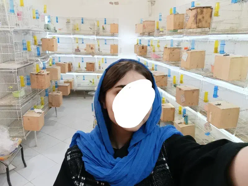 عروس ملنگوفالوگلد لوتینو طوطی کوتوله ارزن قفس۴خوان|پرنده|مشهد, حرم مطهر رضوی|دیوار