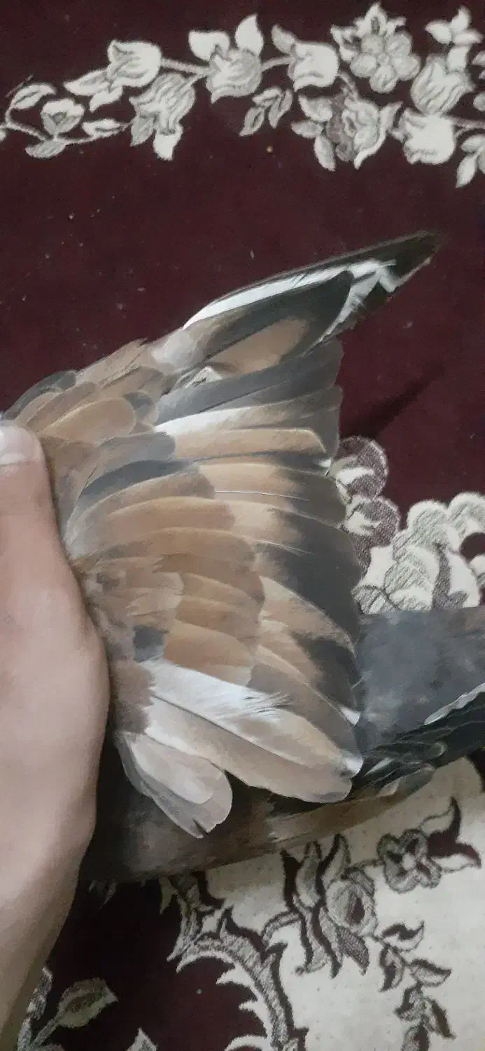 کفتر کله ای|پرنده|رامشیر, |دیوار