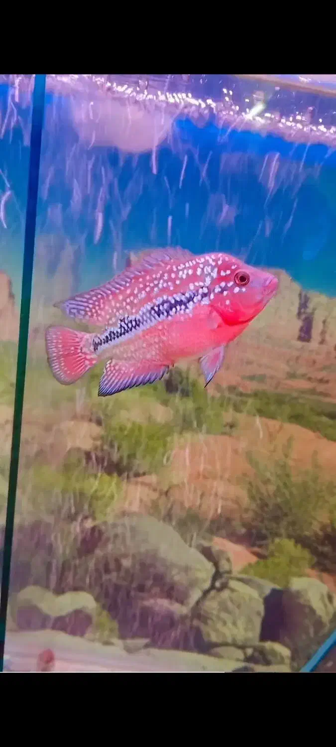 ماهی فلاور سوپر رد کامفا|ماهی|کرج, حصارک پایین|دیوار