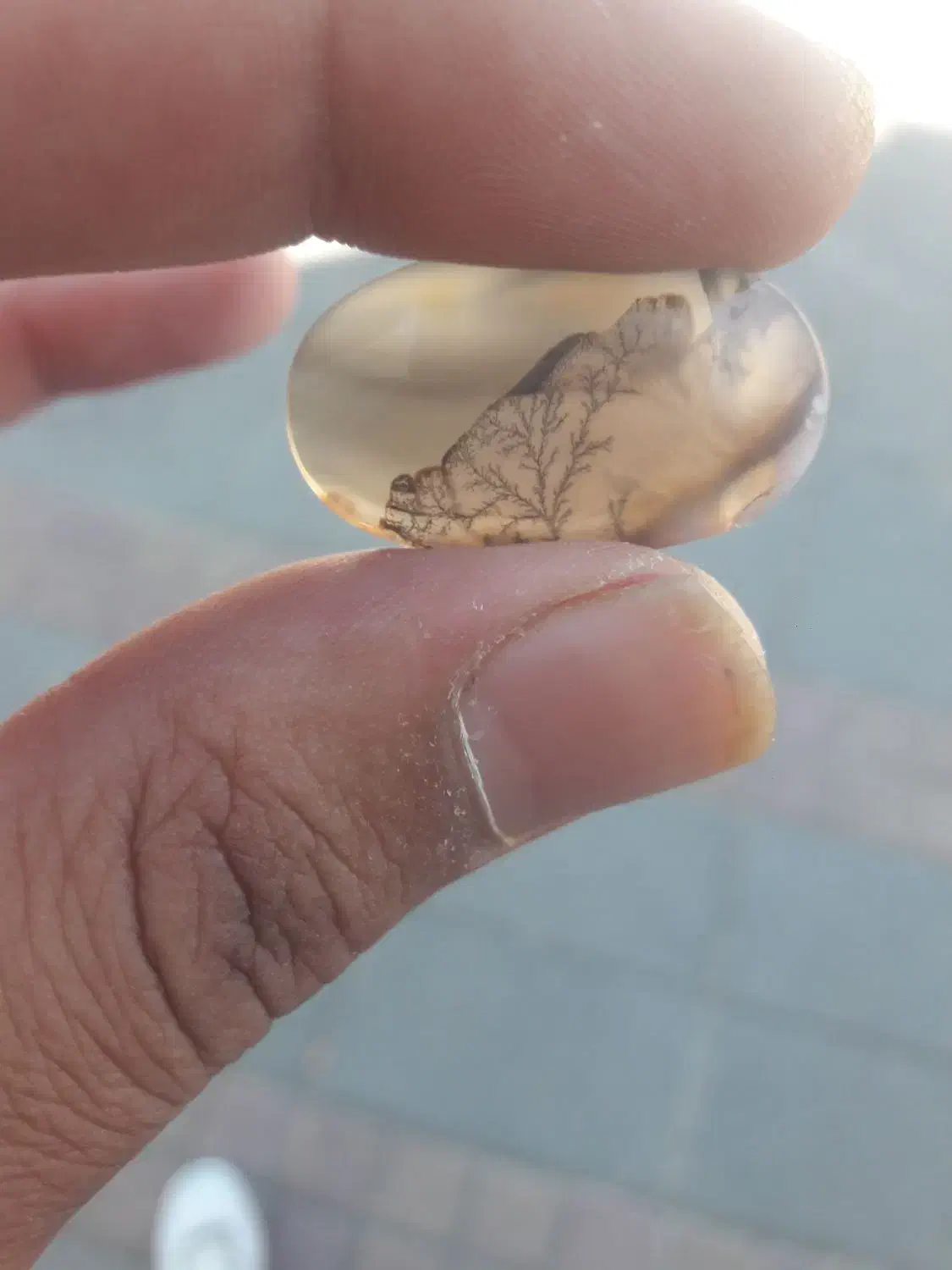 شجر|کلکسیون اشیاء عتیقه|زنجان, |دیوار