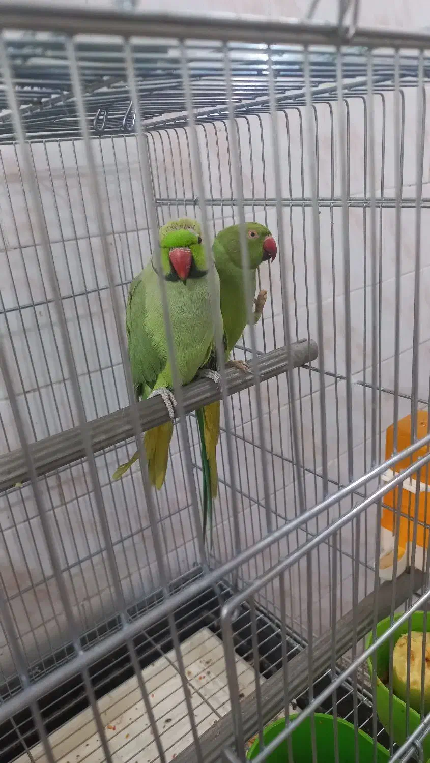 طوطی منلگو جفت|پرنده|آبادان, |دیوار