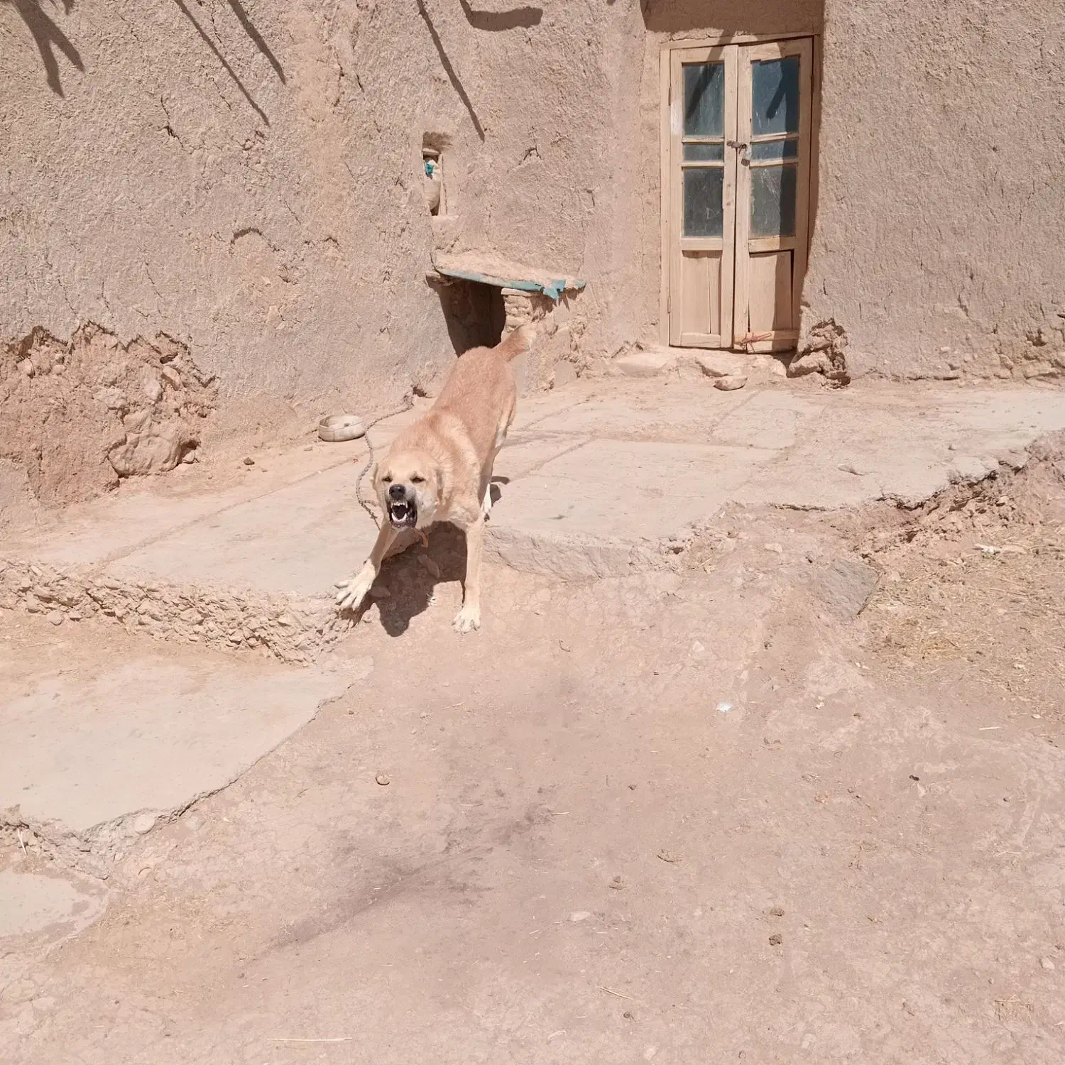 واگذاری|سگ|کبودرآهنگ, |دیوار