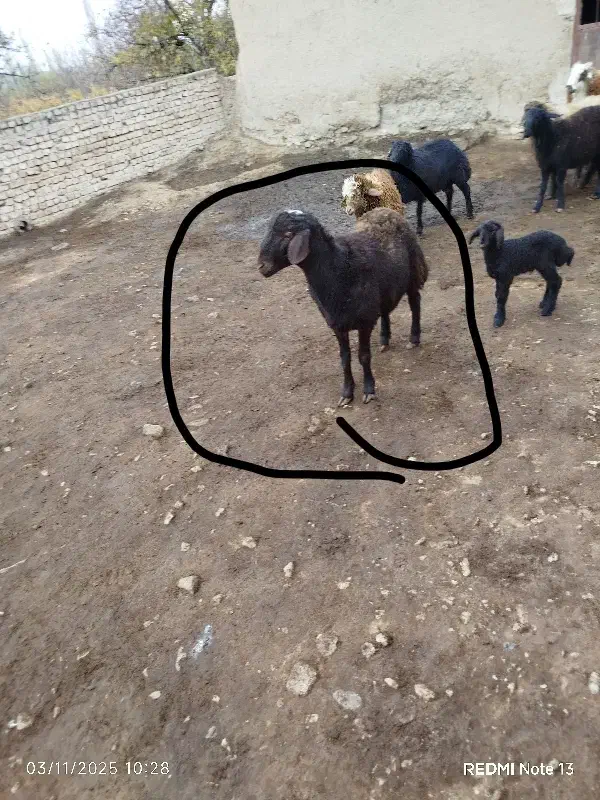دو عدد بره قوچ افشاری اصل|حیوانات مزرعه|قوچان, |دیوار