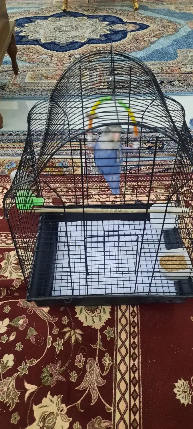 کوتوله برزیلی بهترین رنگ در نژاد خودش|پرنده|مشهد, عبادی|دیوار