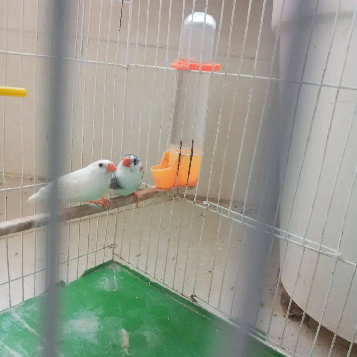 جفت فنچ|پرنده|تهران, منیریه|دیوار