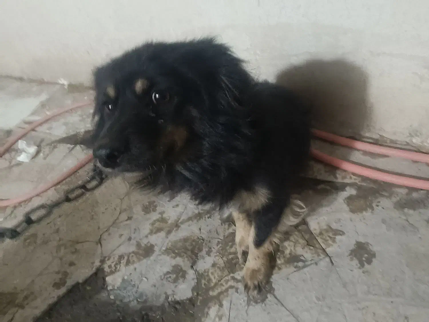 چهارمیلیون|سگ|ایرانشهر, |دیوار