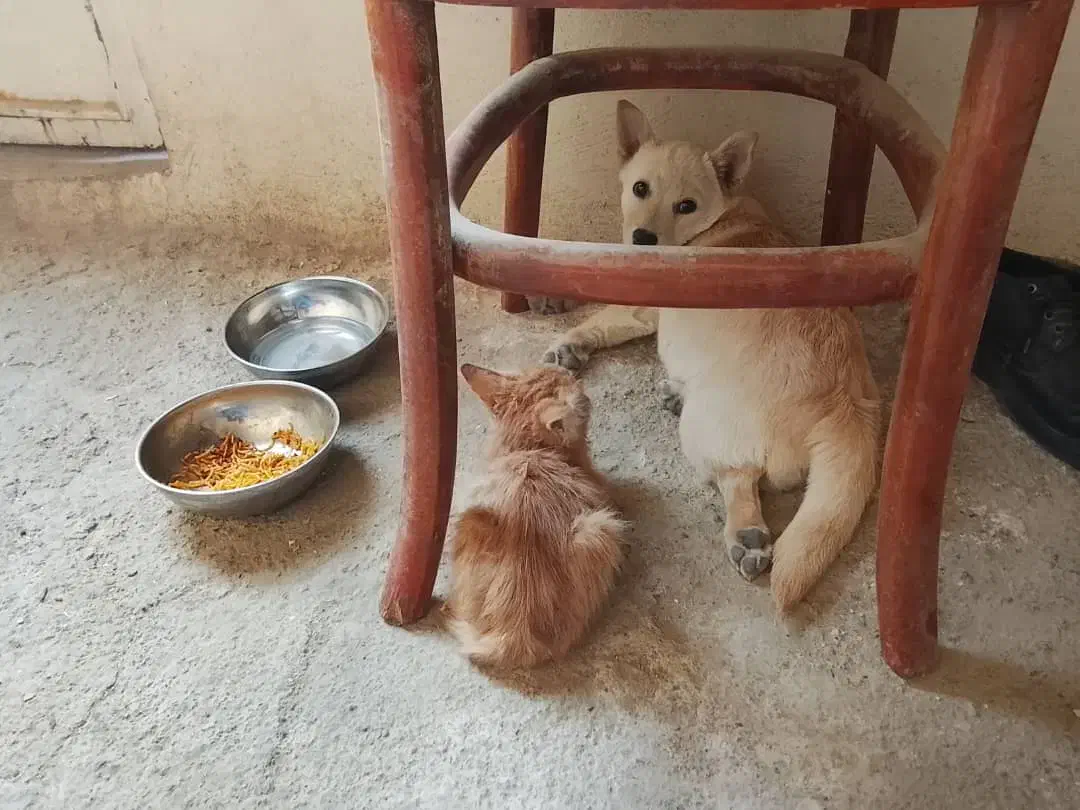 سگ پامر اشپیتز ۴ ماهه|سگ|تهران, نیلوفر|دیوار