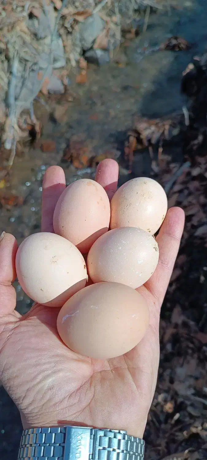 تخم مرغ محلی کت یومورتاسی|خوردنی و آشامیدنی|آذرشهر, |دیوار