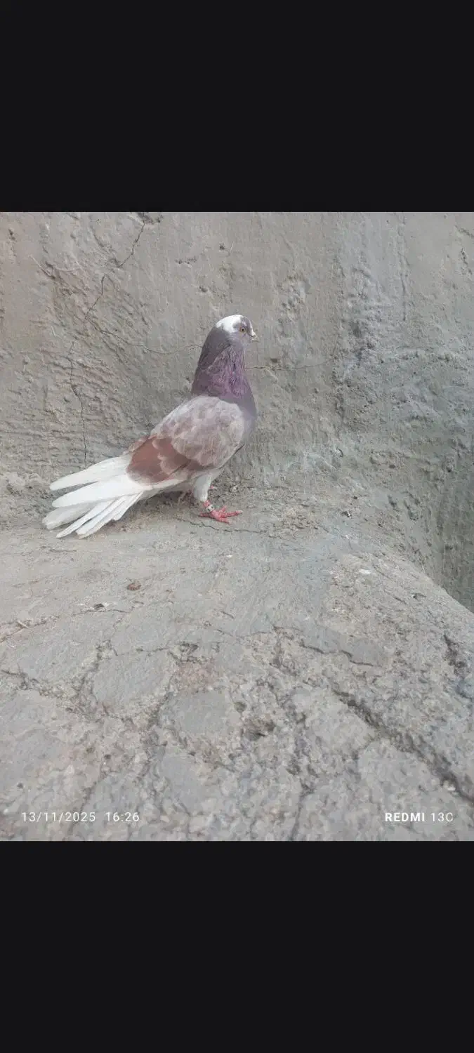 شازده پرش سنکین|پرنده|اهر, |دیوار