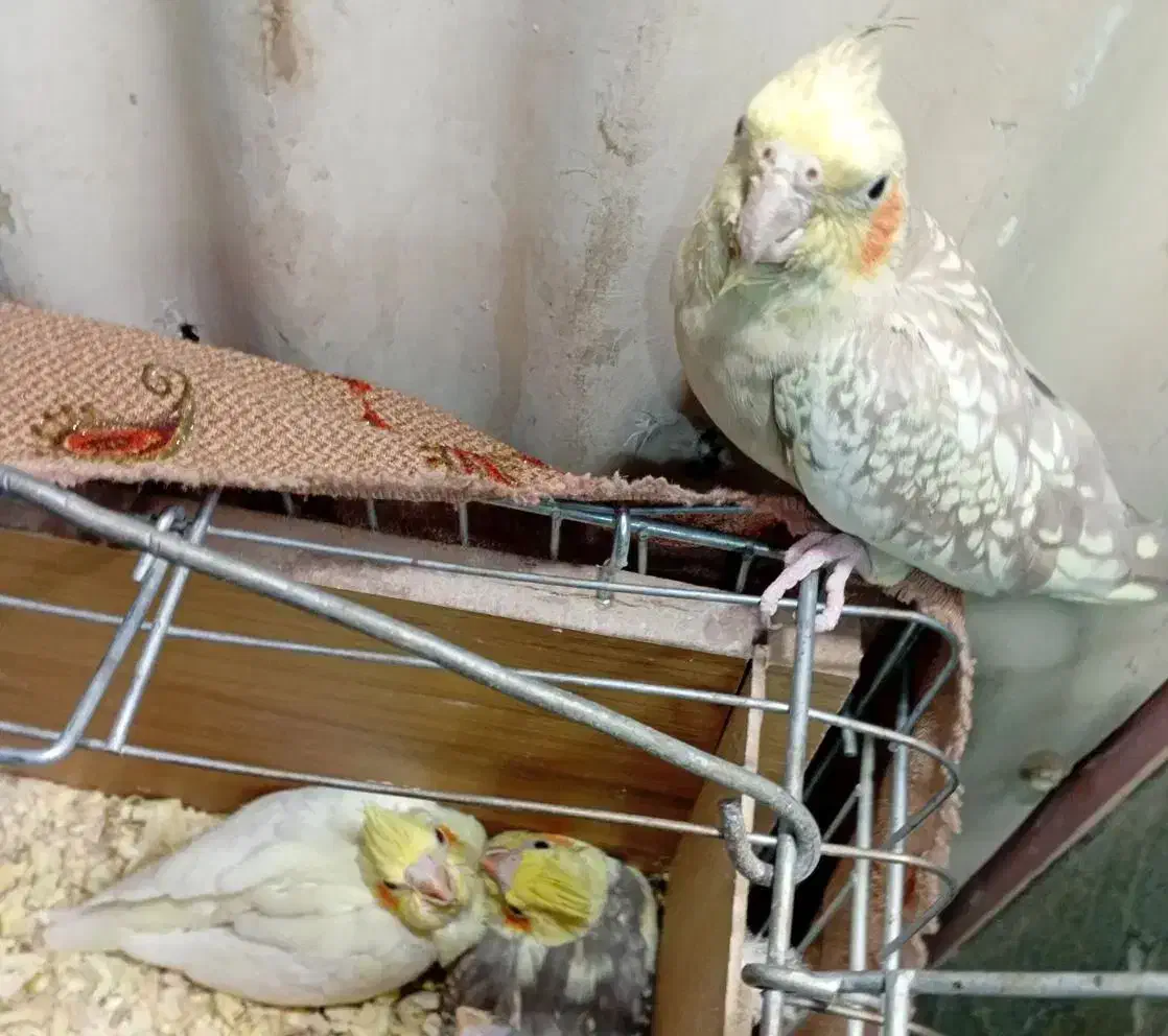 2 تا جوجه دستی چشم شرابی|پرنده|قم, جوی شور|دیوار