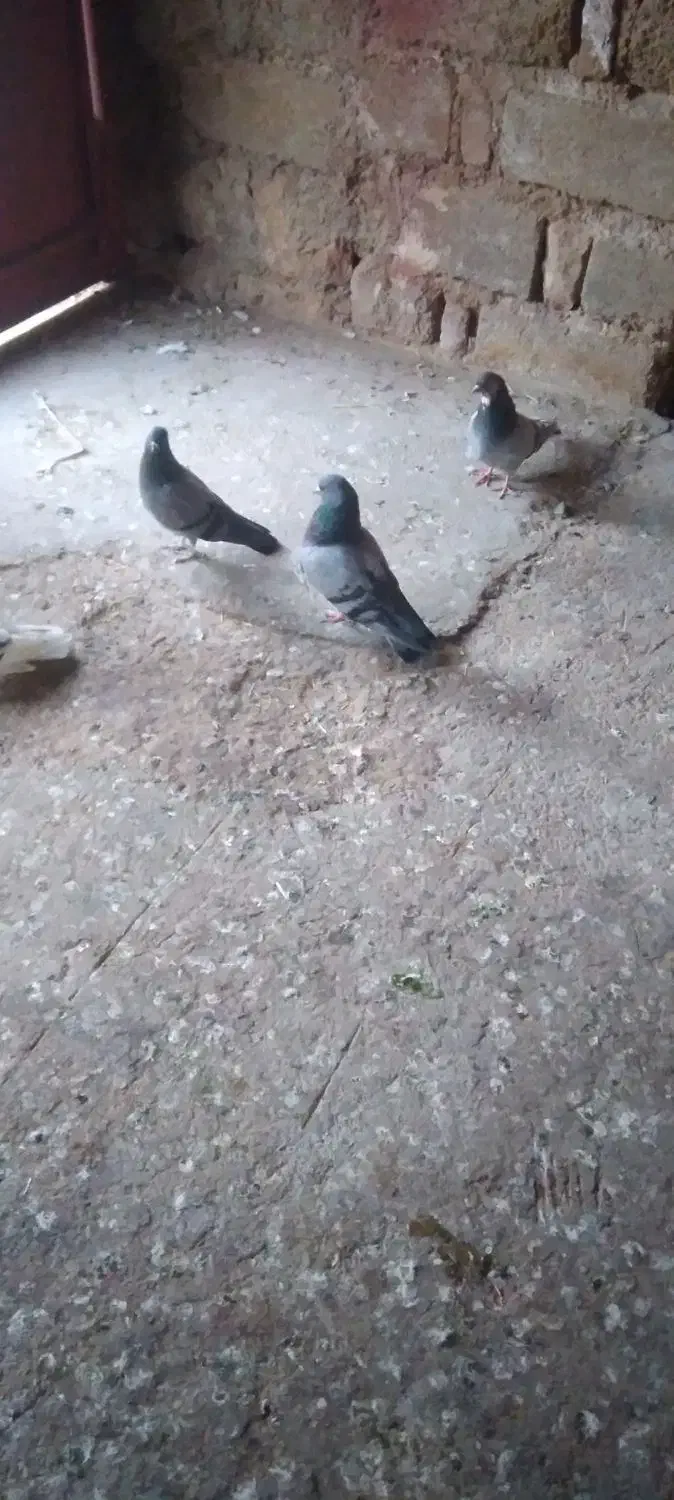 کبور طوقی|پرنده|ایوان, |دیوار