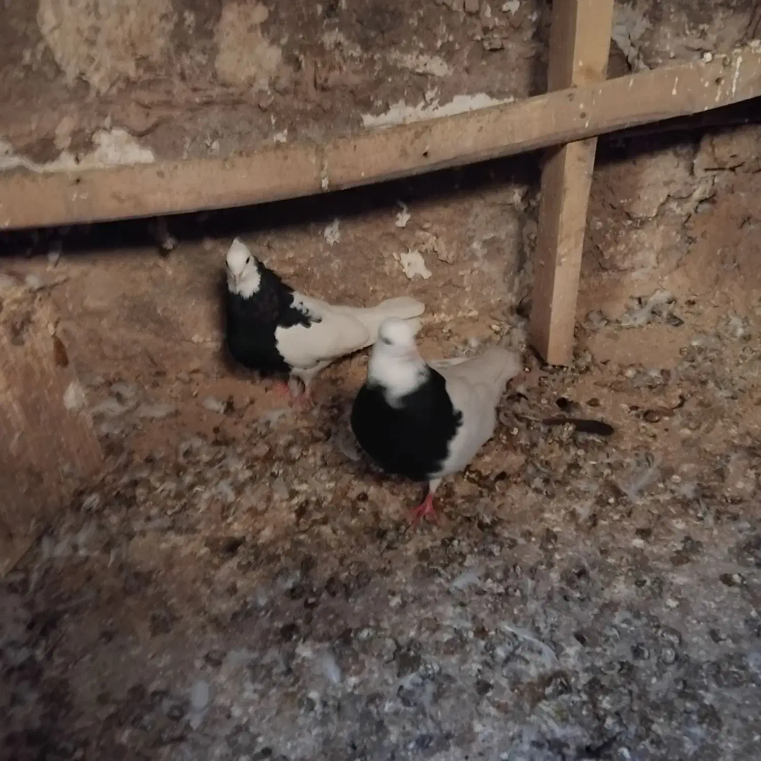 یه جفت طوقی سیاه|پرنده|اقبالیه, |دیوار