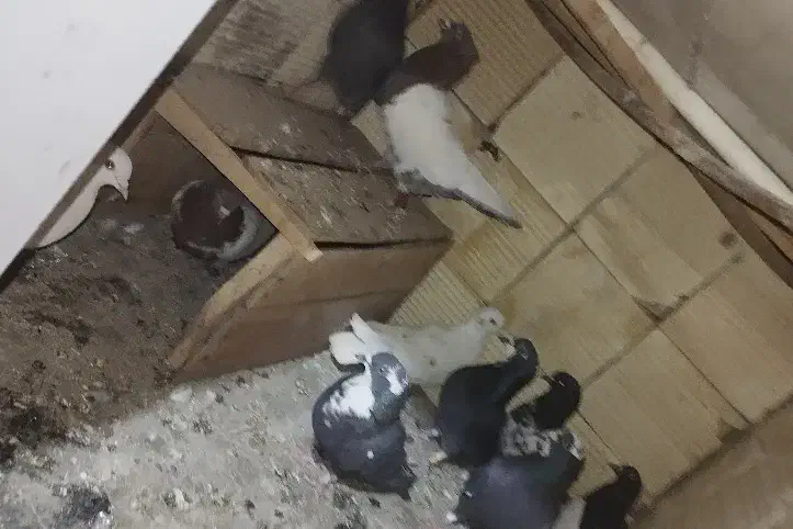 سلام 10عدد کفتر فروشی|پرنده|نرماشیر, |دیوار