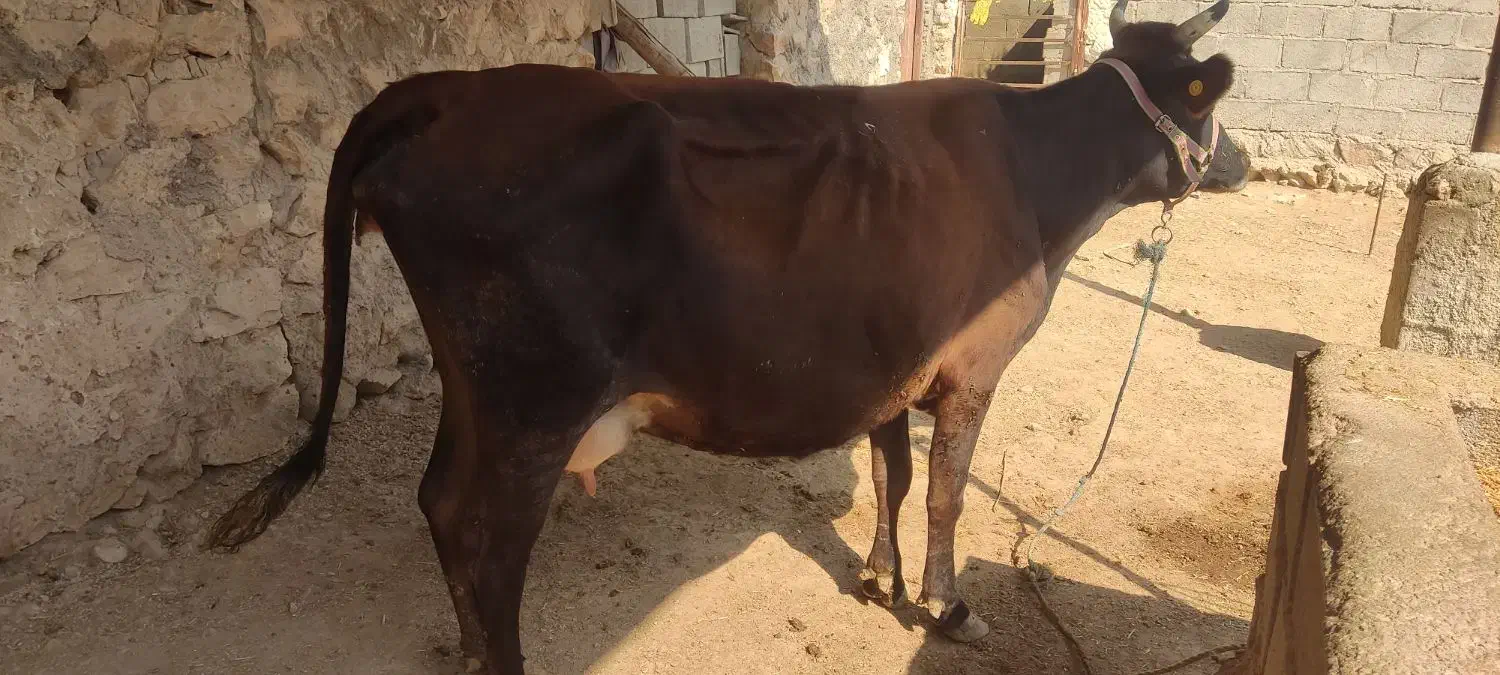 فروش گاو جرسی|حیوانات مزرعه|کوشکنار, |دیوار