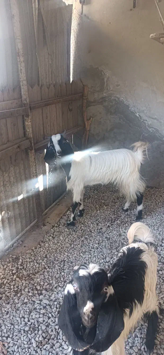 بز دورگ پاکستانی|حیوانات مزرعه|وحدتیه, |دیوار