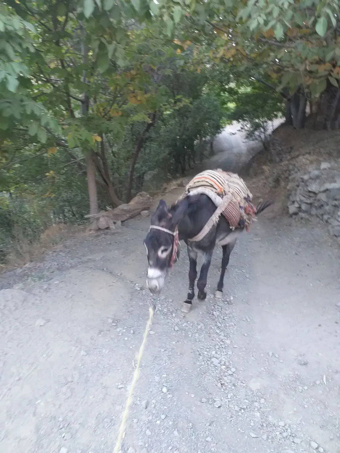 خر نر الاغ|حیوانات مزرعه|سنندج, |دیوار