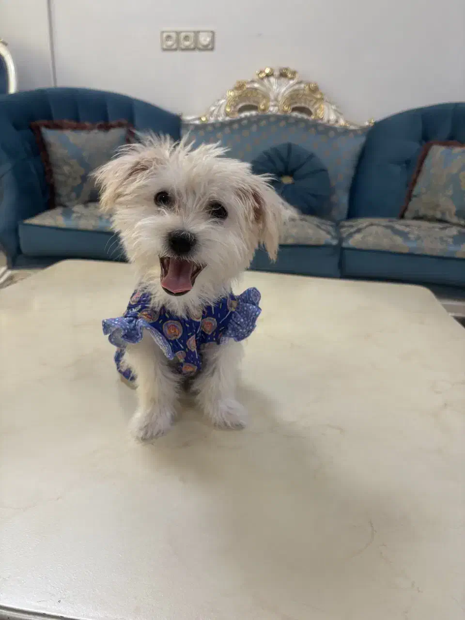 شیتزو تیریر ۵ ماهه دختر|سگ|تهران, ایران|دیوار