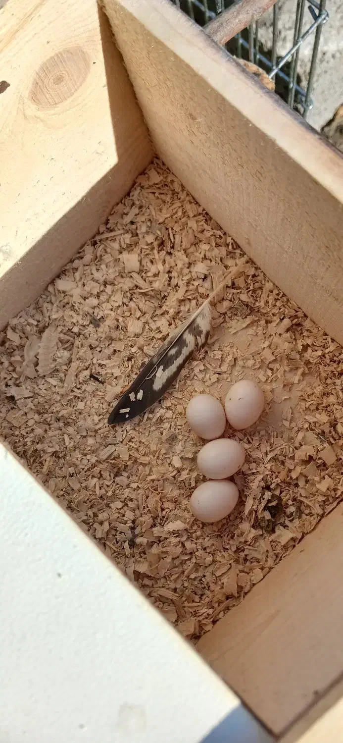 جفت عروس هلندی با چهارتا تخم|پرنده|فومن, |دیوار