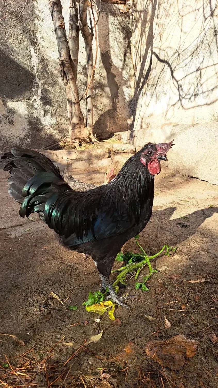 خروس ویاندوت اورنج،خروس چینی مشکی ومرغ چهل تاج|حیوانات مزرعه|مشهد, ویلاشهر|دیوار