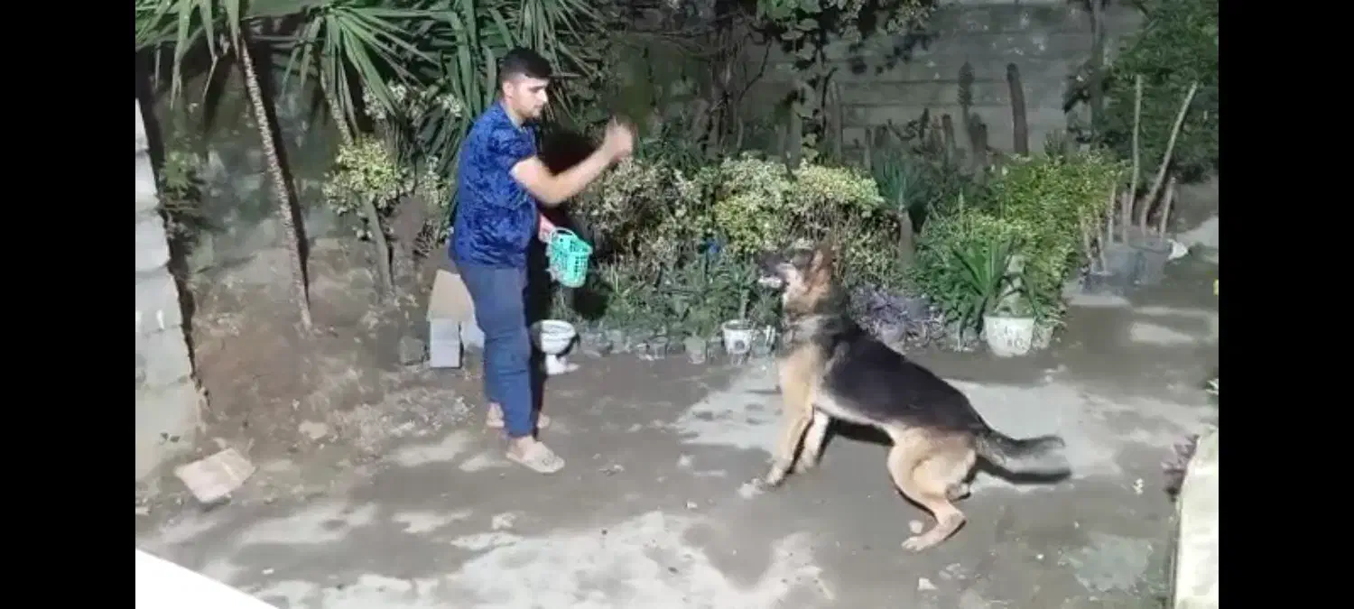 سگ ژرمن شولاین|سگ|نوشهر, |دیوار