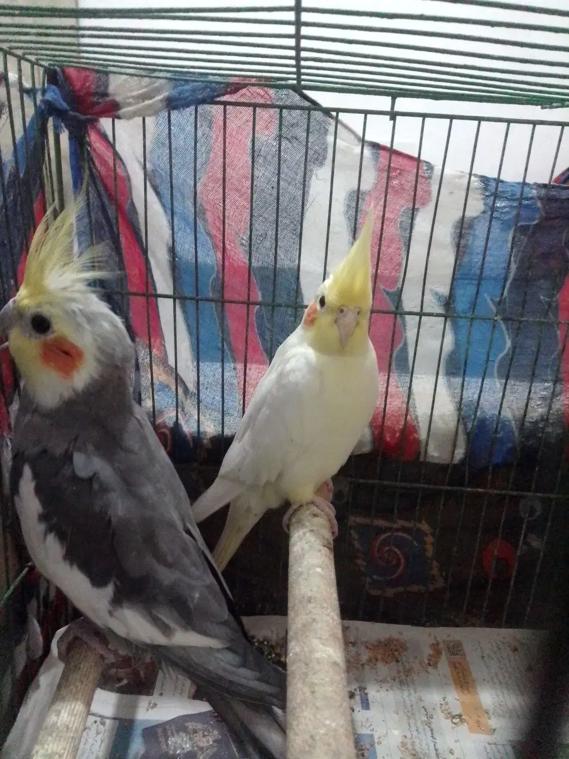 معاوضه عروس با برزیلی|پرنده|لنگرود, |دیوار