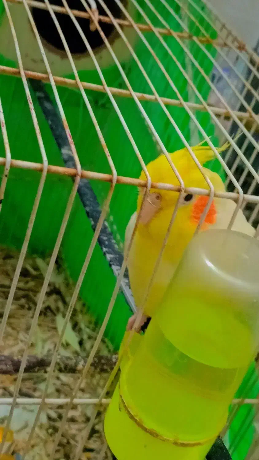 عروس هلندی|پرنده|مشهد, امیرآباد|دیوار