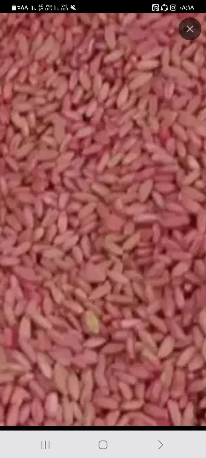 گندم دیم وابی بذری  پیشگام|خدمات باغبانی و درختکاری|حمیل, |دیوار