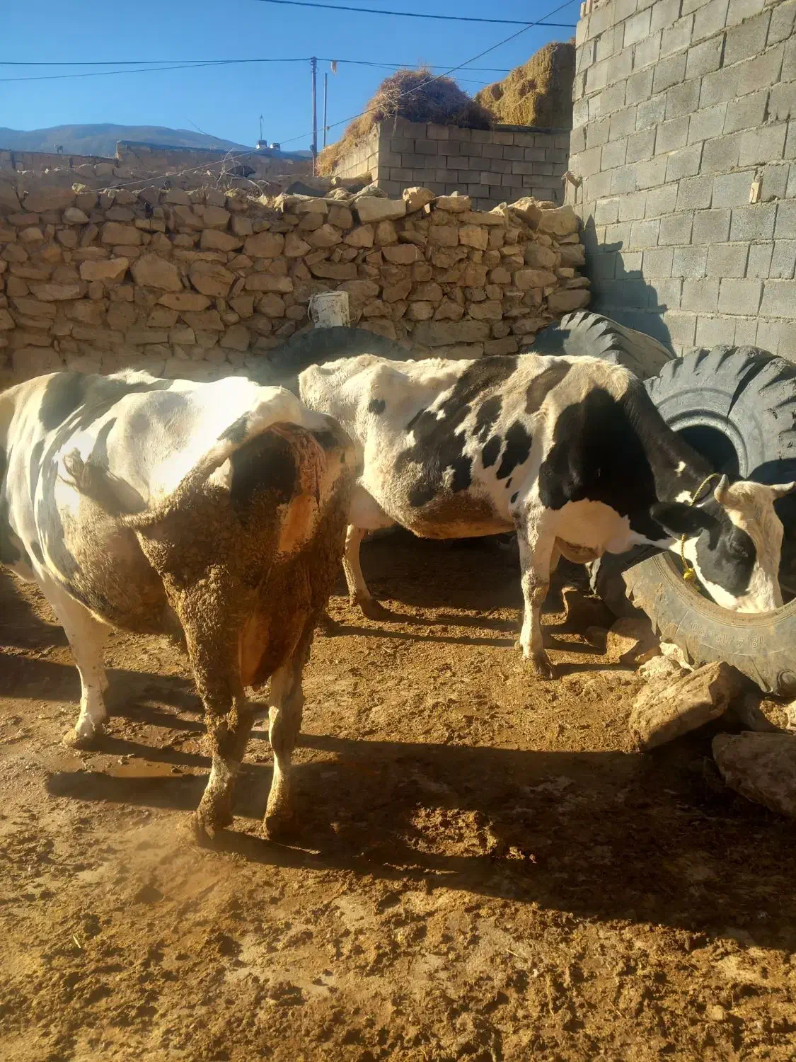 گاو|حیوانات مزرعه|بجنورد, |دیوار