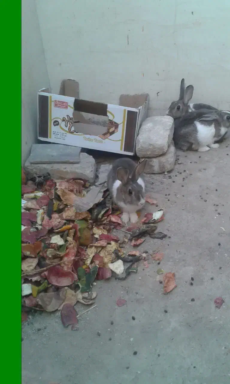 سه عدد خرگوش.|موش و خرگوش|زابل, |دیوار