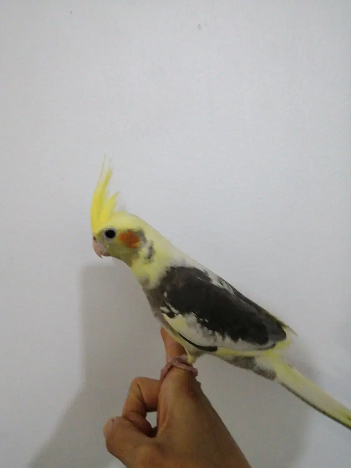 دستی 2ماهه|پرنده|بندر امام خمینی, |دیوار