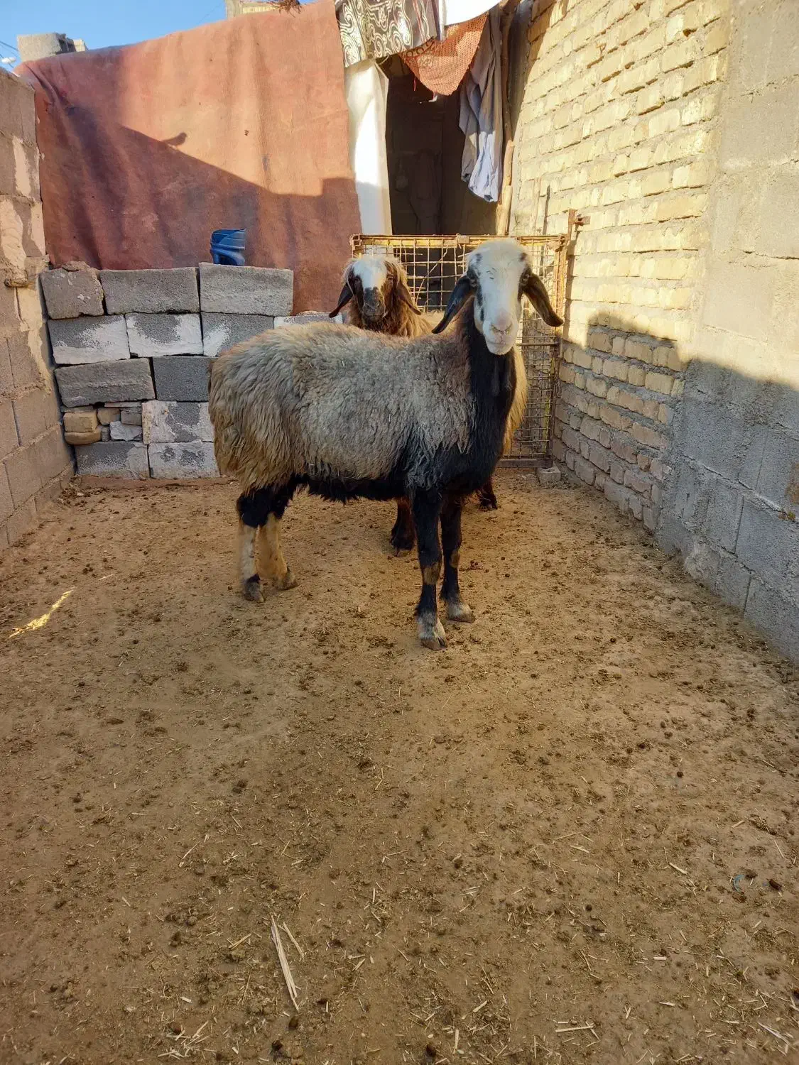 میش فروشی|حیوانات مزرعه|دهدشت, |دیوار