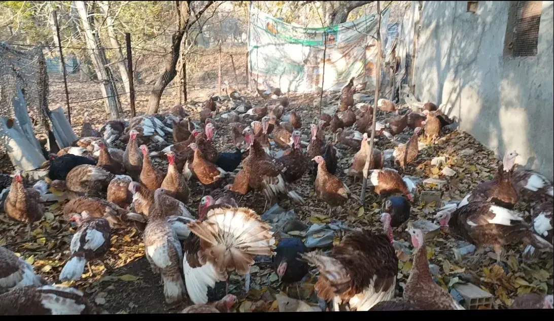 بوقلمون بوربون نر (قه ل سور)|حیوانات مزرعه|مریوان, |دیوار