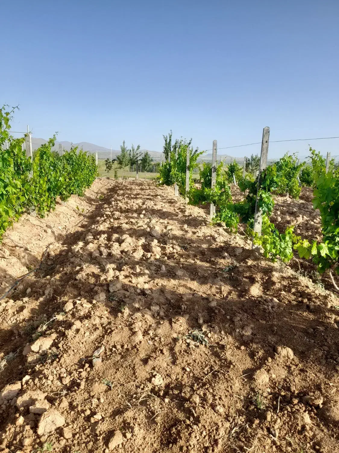 باغ فروشی معاوضه با ماشین|فروش خانه و ویلا|ابهر, |دیوار