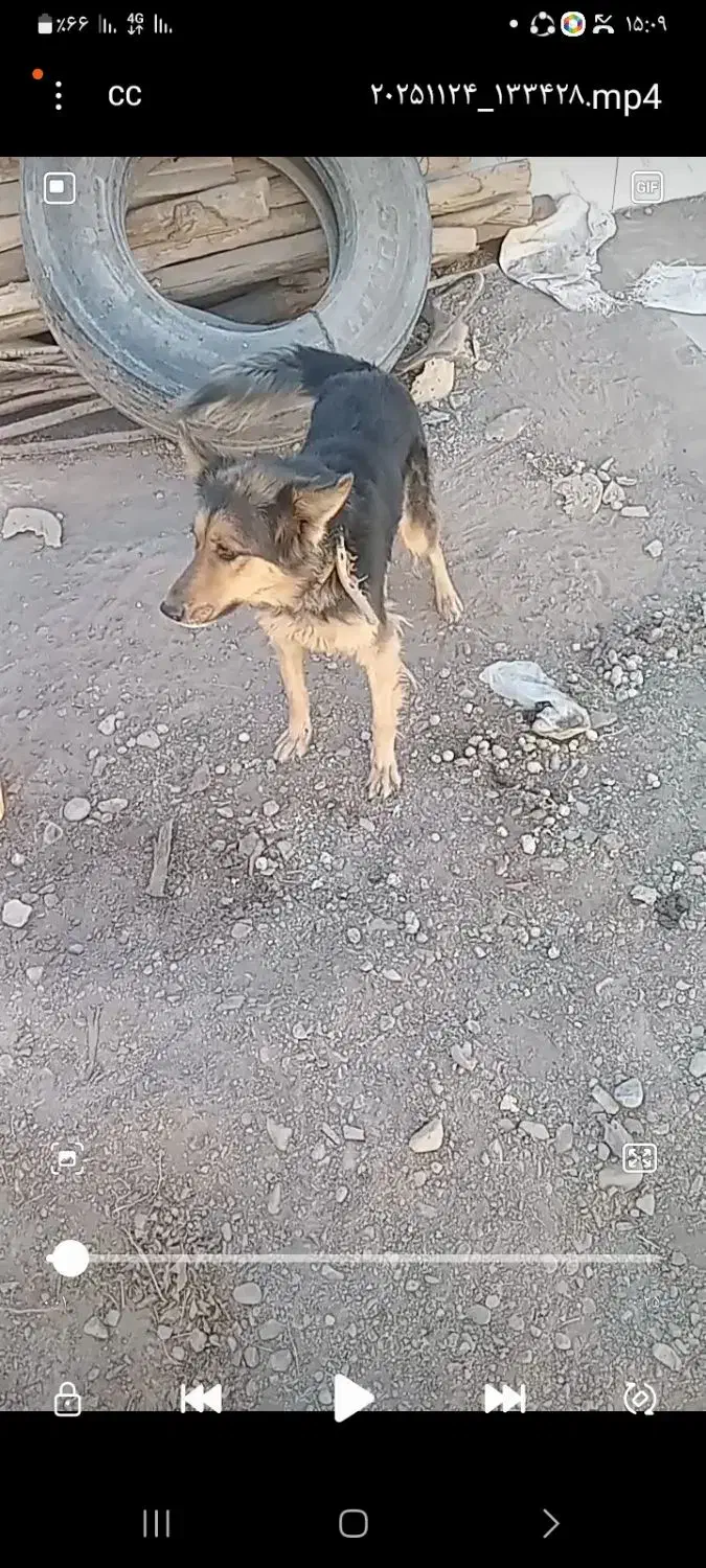 فروشی|سگ|رفسنجان, |دیوار