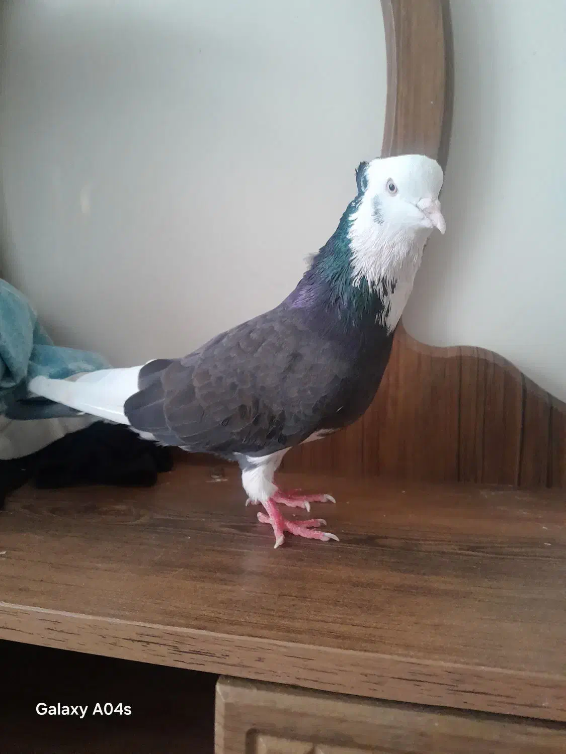 ی کفتر نر کاکلی شمرونی|پرنده|قرچک, شهرک طلائیه|دیوار