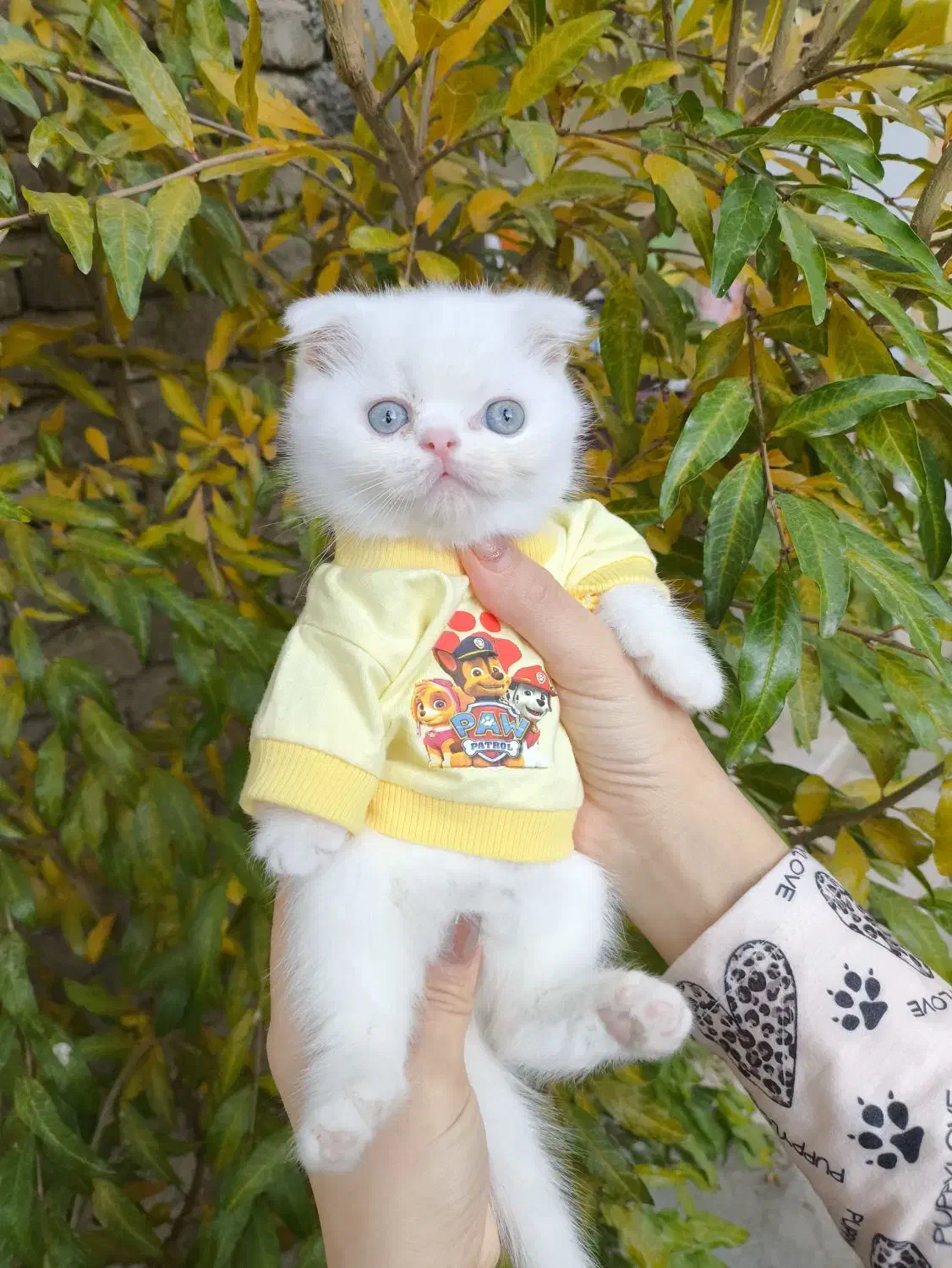 گربه اسکاتیش و بریتیش|گربه|ارومیه, |دیوار