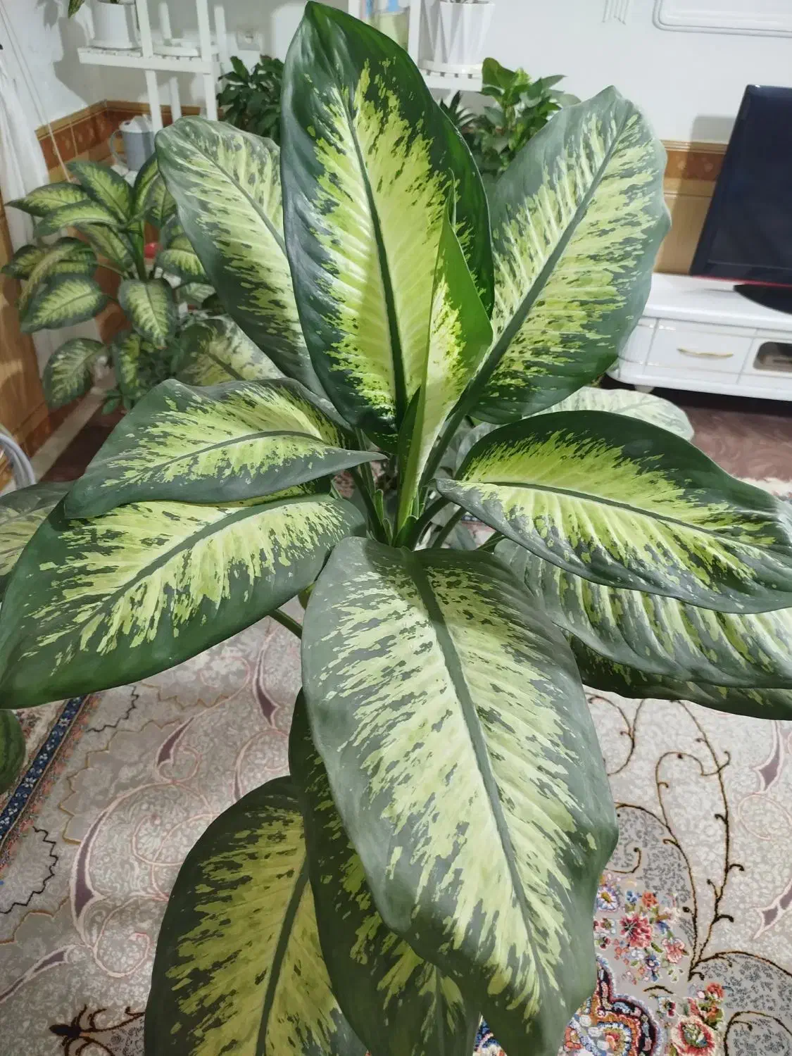 گل دیفن باخیا|گل و گیاه طبیعی|نیشابور, شهید بهشتی|دیوار