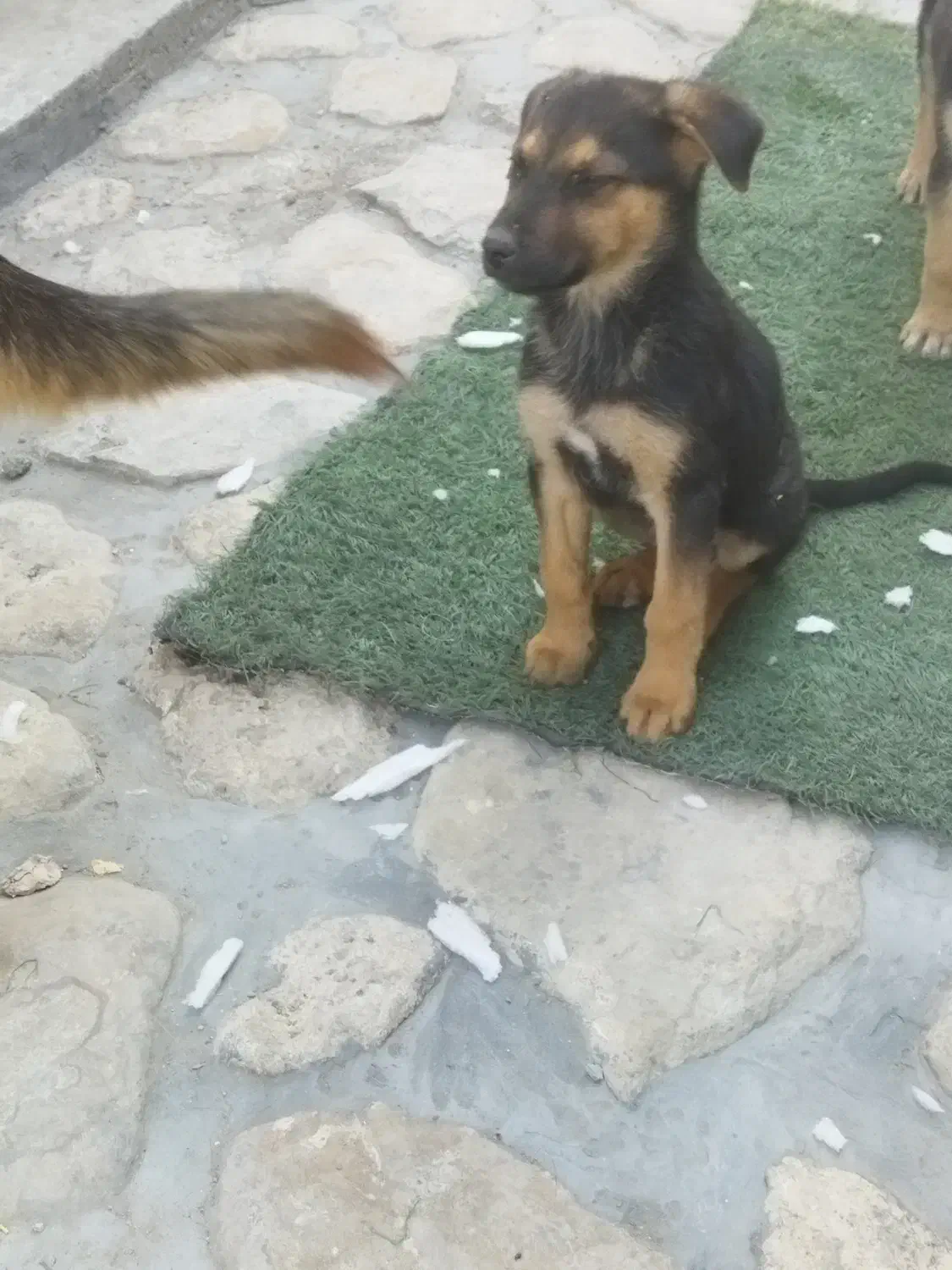 توله ژرمن اصیل|سگ|تهران, سوهانک|دیوار