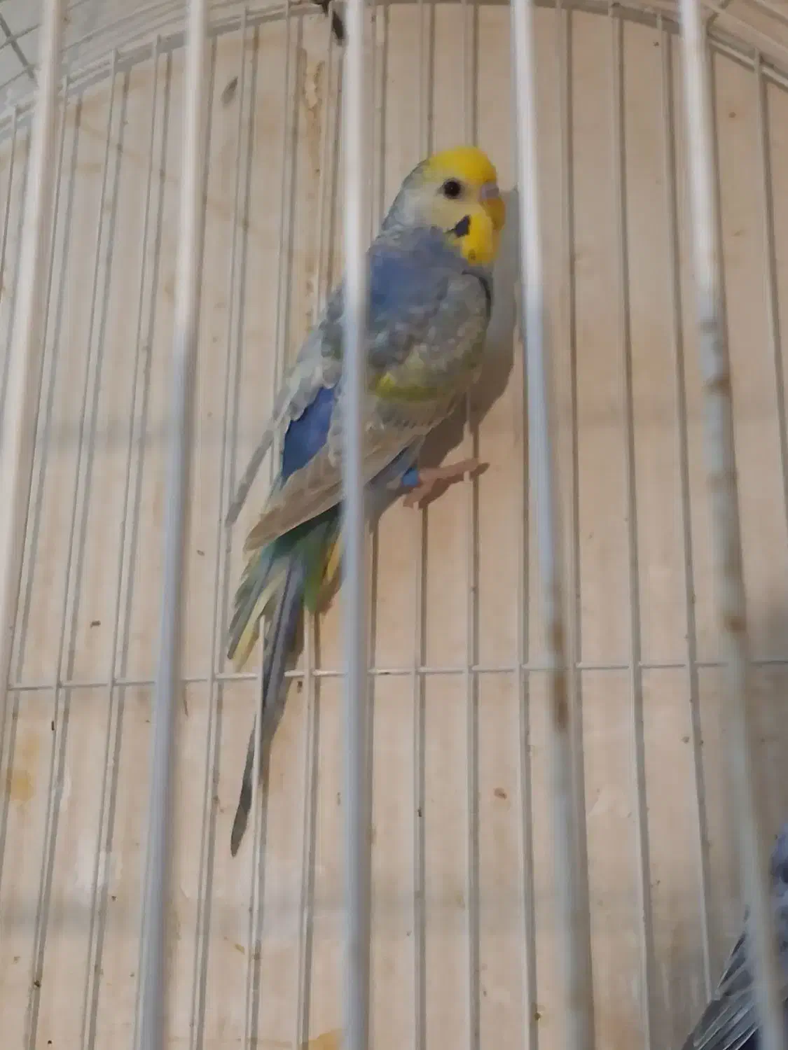 مرغ عشق رینبو درجه یک|پرنده|آبادان, |دیوار