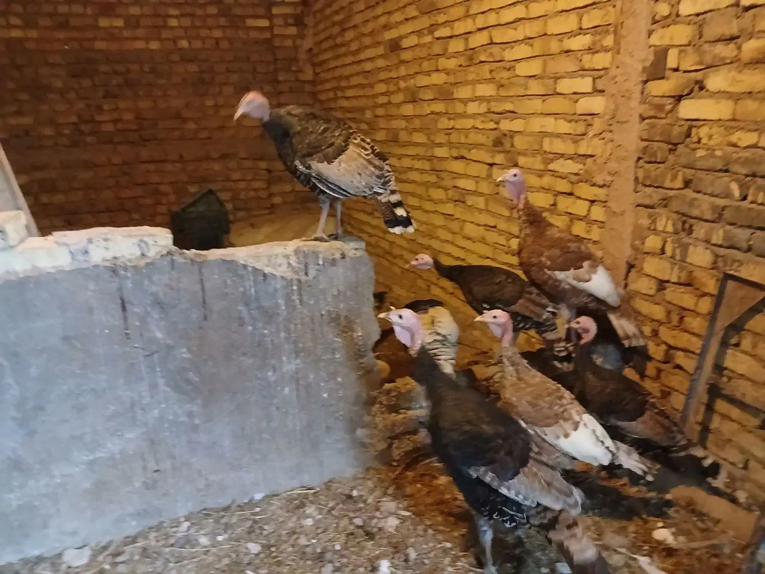 بوقلمون ومرغ|حیوانات مزرعه|تاکستان, |دیوار