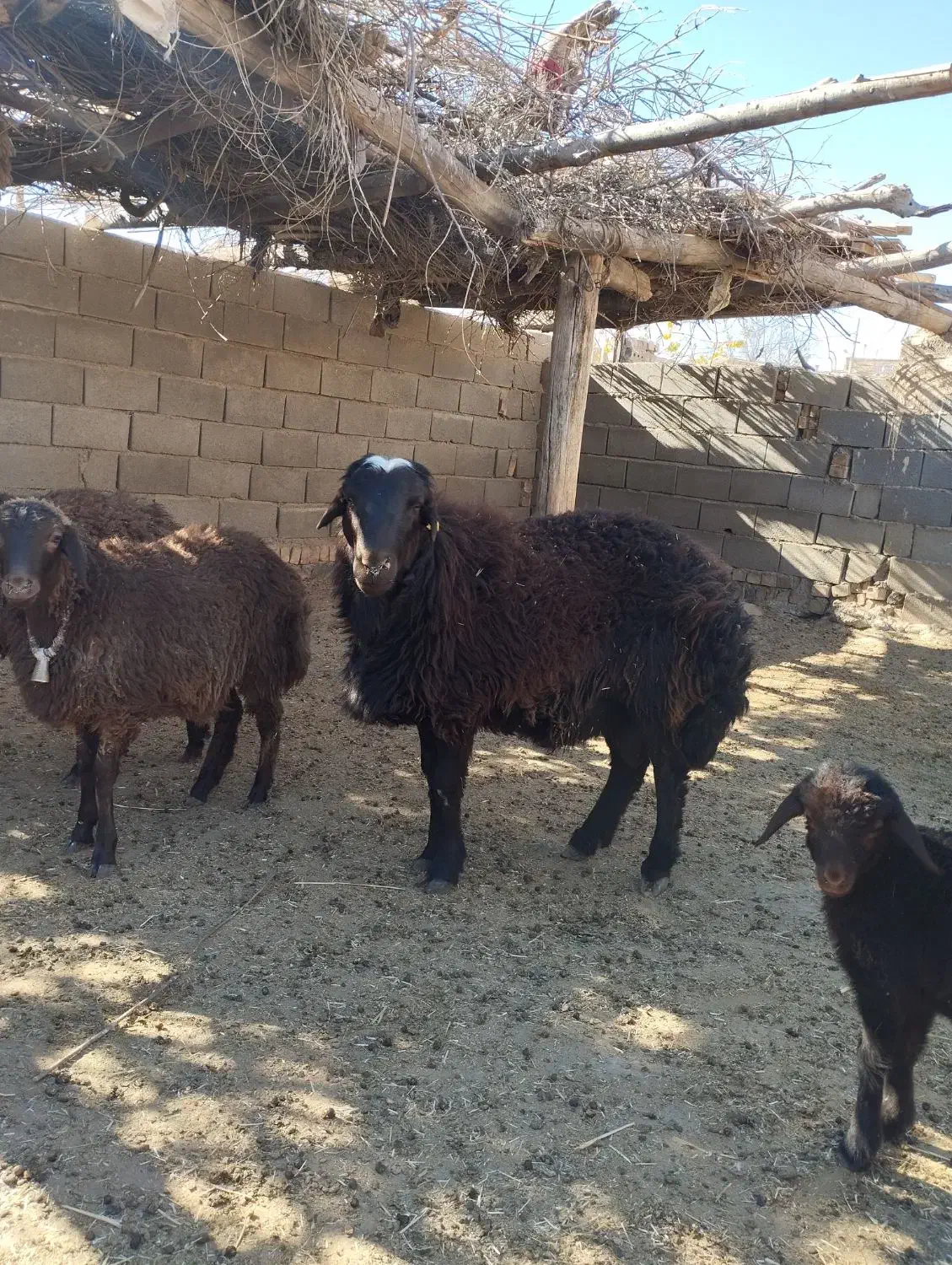 بره نرهترو|حیوانات مزرعه|طاغنکوه, |دیوار