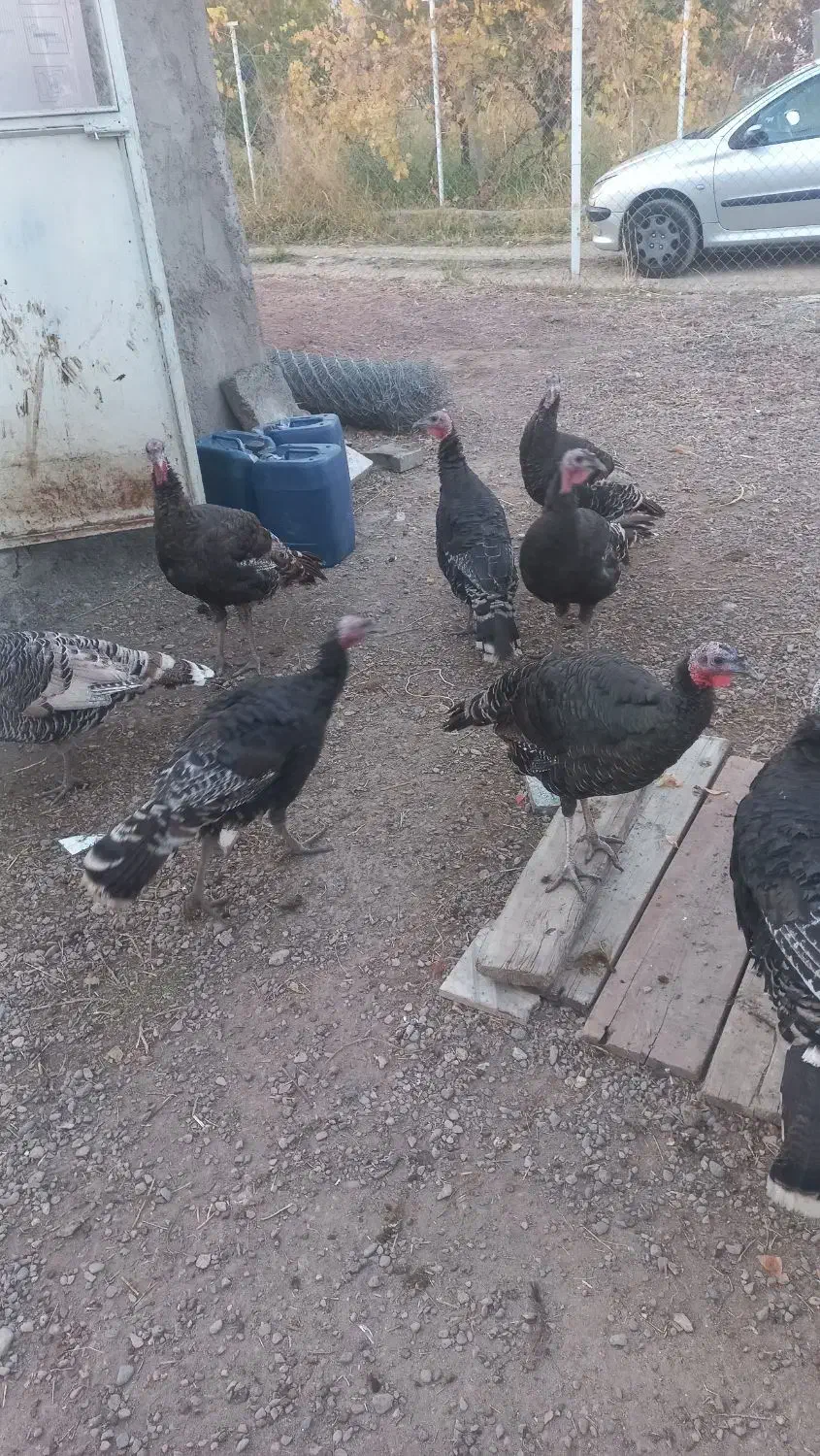 بوقلمون طبیعی خانگی|حیوانات مزرعه|بازرگان, |دیوار