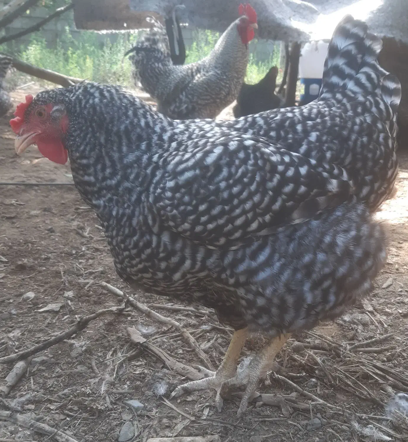 فروش جوجه ی  نژاد امروک  امریکایی|حیوانات مزرعه|لنگرود, |دیوار