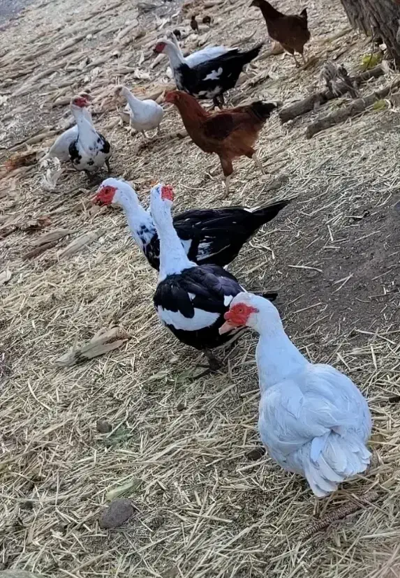 اردک مسکویی|حیوانات مزرعه|جغتای, |دیوار