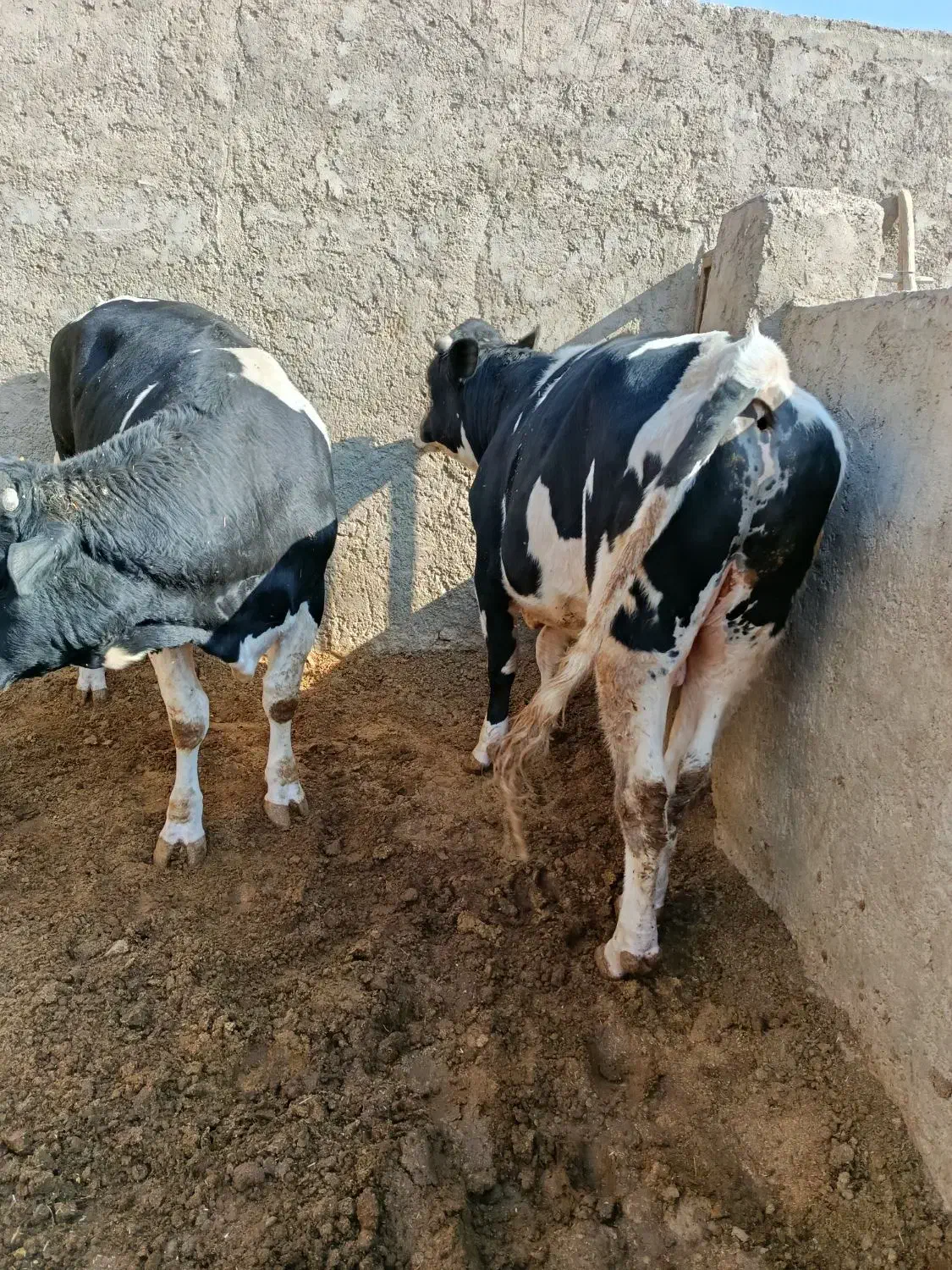 گوساله نر|حیوانات مزرعه|بادرود, |دیوار