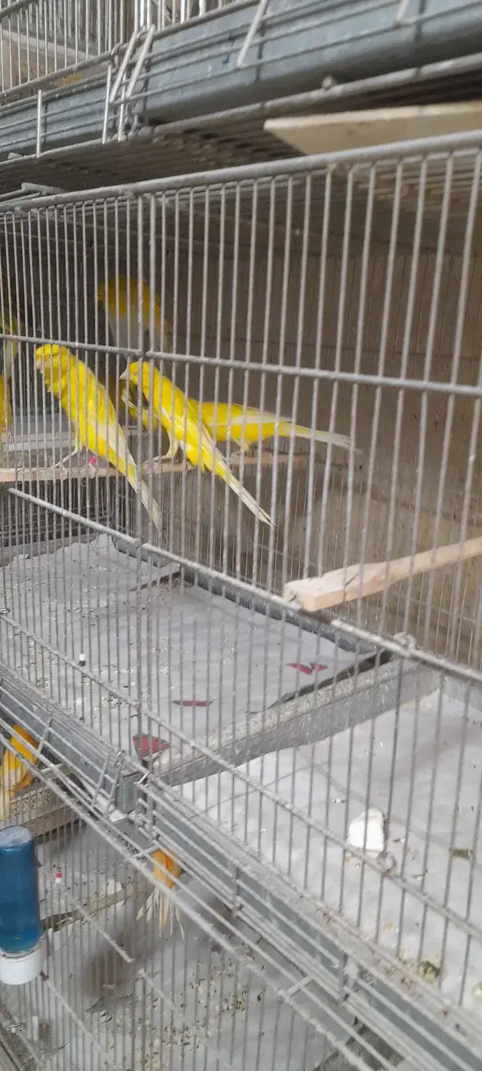 قناری رسمی|پرنده|یزد, |دیوار