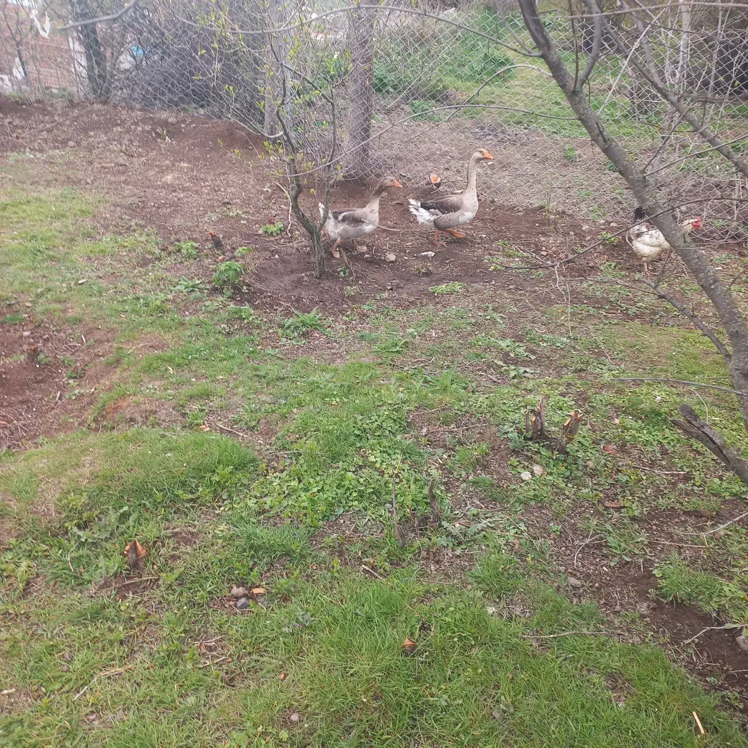 غاز|حیوانات مزرعه|عنبران, |دیوار