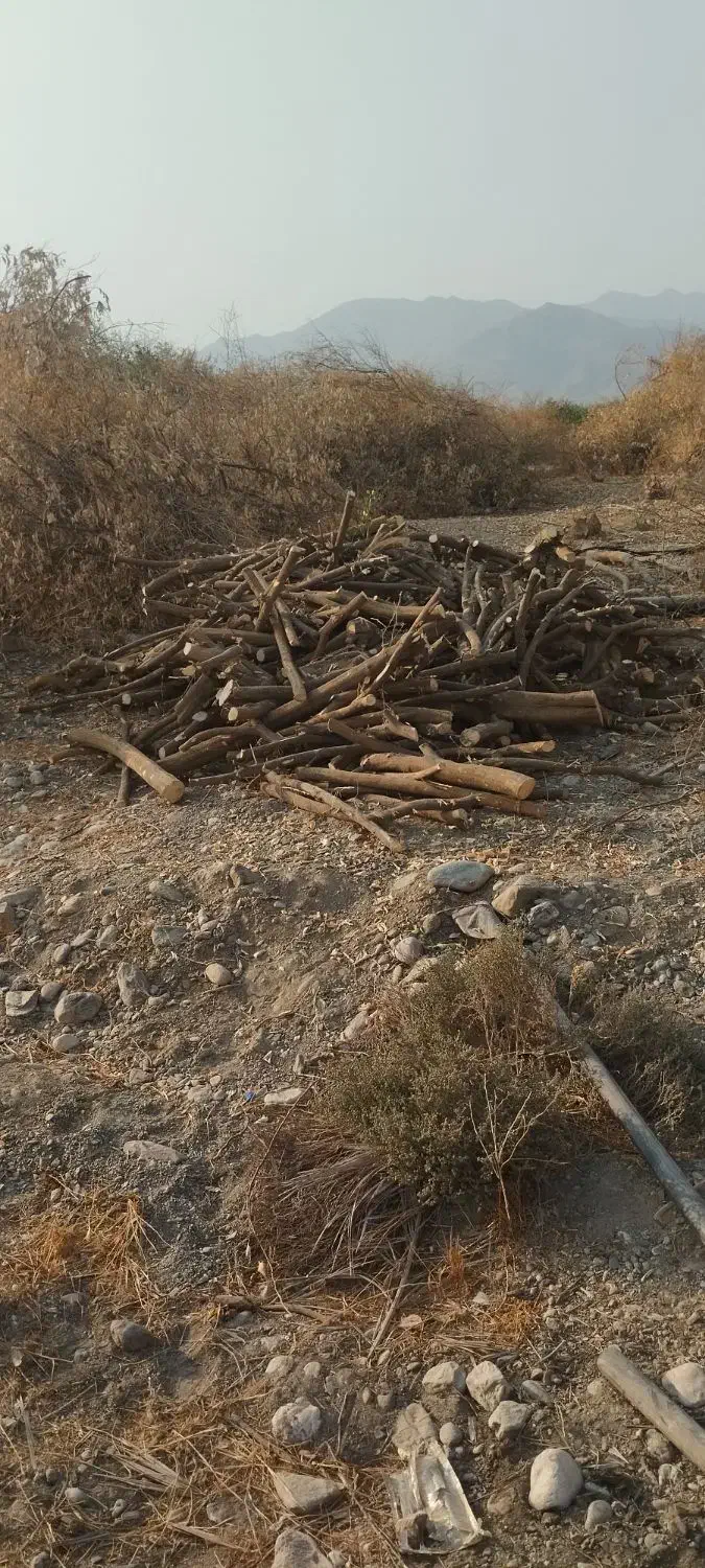 برش درخت با اره برقی|خدمات باغبانی و درختکاری|رودان, |دیوار